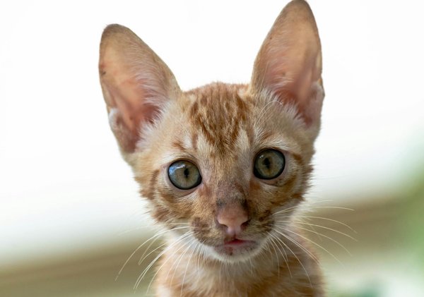 Wie kann ich meiner Katze helfen, Angst vor Gewittern oder Feuerwerk zu überwinden?