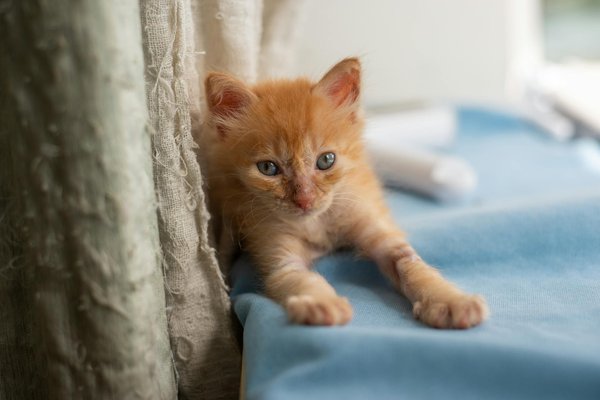 Welche Mechanismen nutzen Tiere, um sich vor Krankheiten zu schützen?